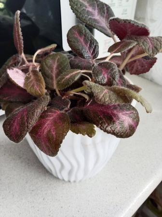 Эписция медно красная