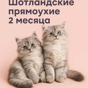 Шотландские прямоухие котята (2 месяца)