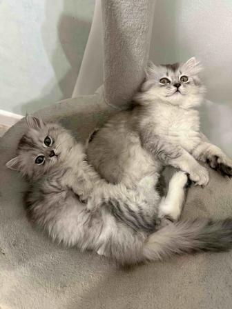 Шотландские прямоухие котята (2 месяца)