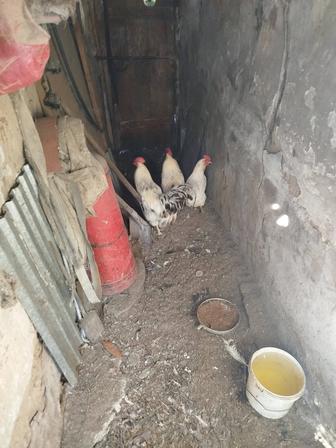 Продам домашних петухов