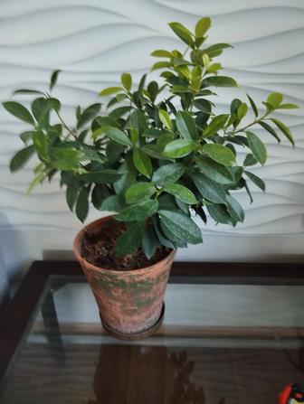 Фикус желтолистный