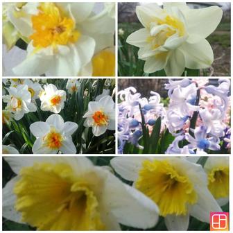 Продам Нарциссы махровые, гиацинты