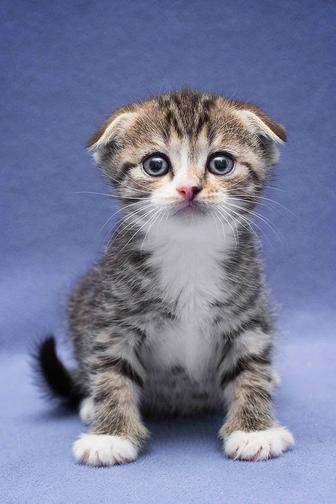 породистые котята