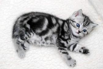 мраморные котята породистые