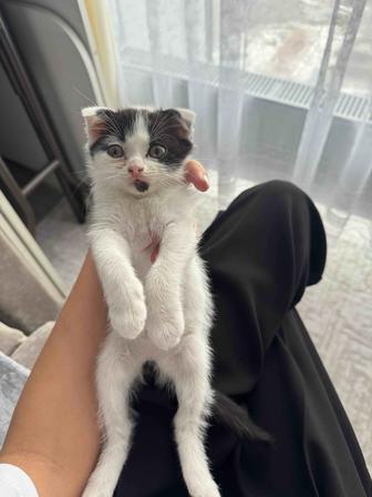 котята породистые