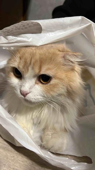 Отдам кошку и котенка шотландскую длинношерстную в добрые руки
