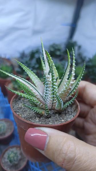 Хавортии, разные виды