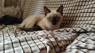 Отдам сиамского котика
