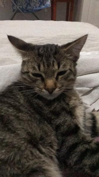 Отдам котенка