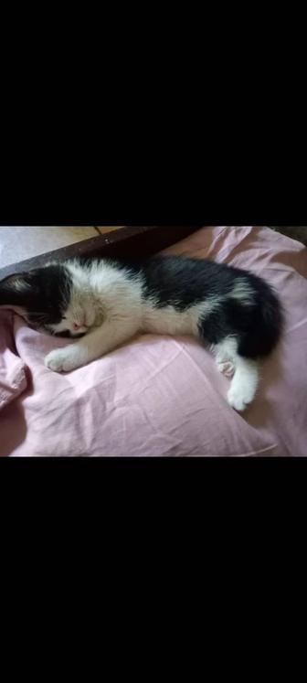 Чудесный котенок