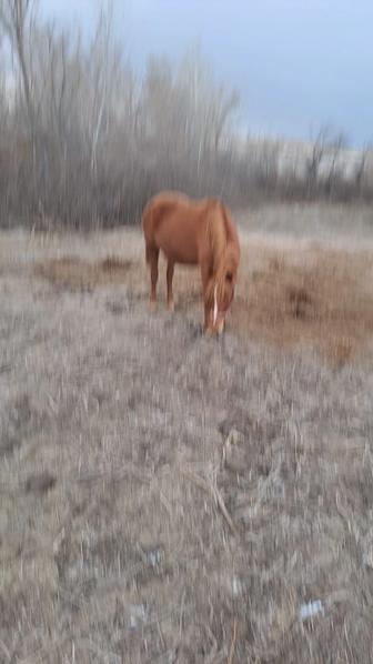 Продам скот