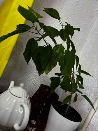 Растение в комнату