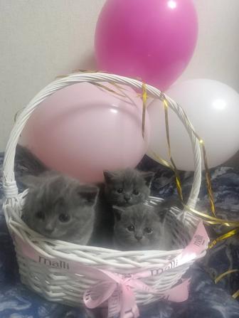 Британские котята