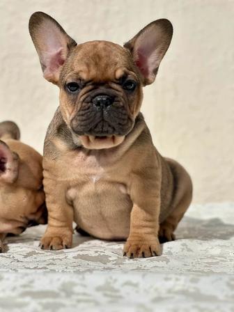Французский бульдог
