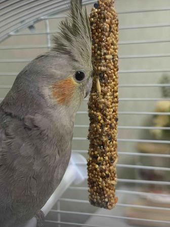 Отдам даром попугая !