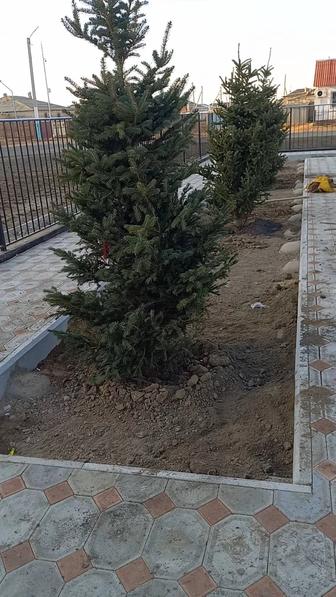 Посадка деревьев и окучивание обрезка деревьев делаем грядки и.т.д.