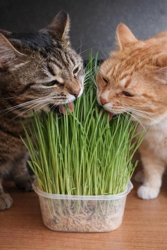 Живое декоративное растение