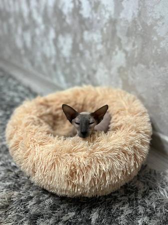 Отдам в добрые руки кошечку сфинкс