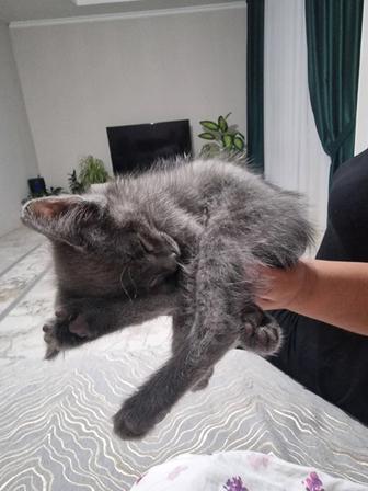Котенок мальчик