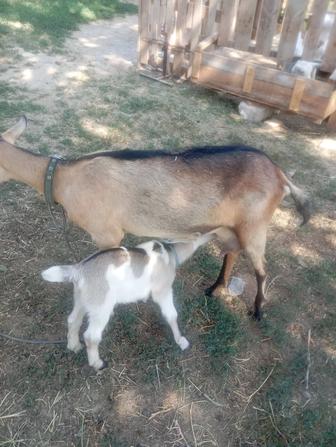 Козье молоко