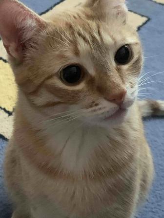 Котик в добрые руки
