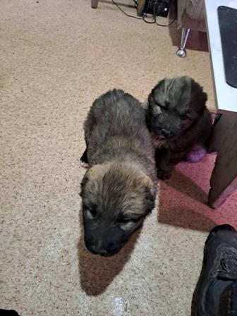 Кавказкая овчарка