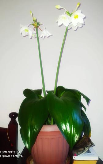 Продам эухарис