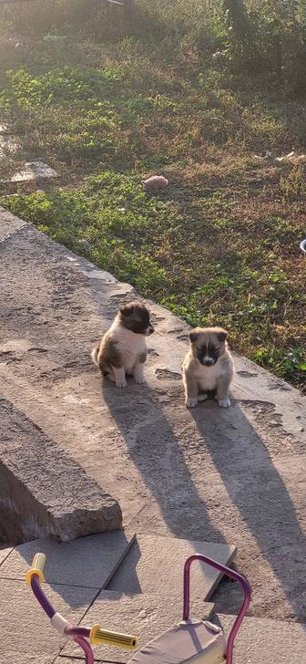 Щенки лайки в добрые руки 2 девочки