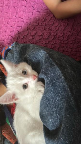 Котенок