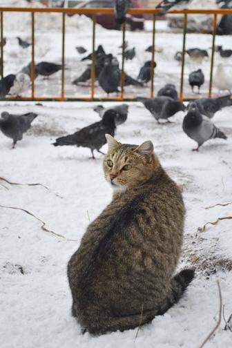 Отдам кошку в надёжные руки, срочно ищу дом