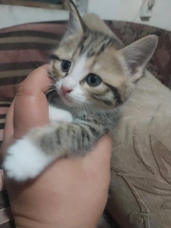 Котята бесплатно