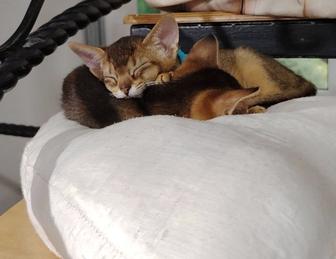 Абиссинские котята