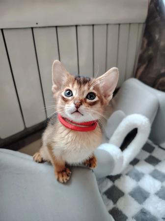 Абиссинские котята