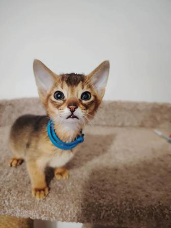 Абиссинские котята