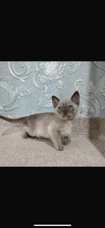 Котенок Бурма