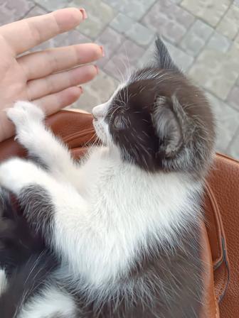 Кошечка