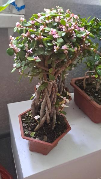 Продам денежное дерево