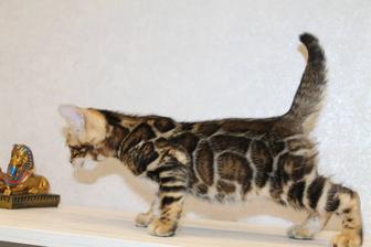 Шикарные бенгальские котята