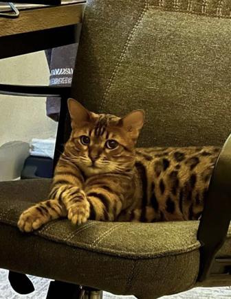Отдаем кота бенгала бесплатно