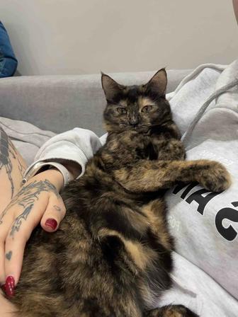 Кошка без когтей в добрые руки
