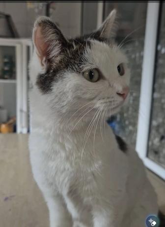 Кошка бесплатно