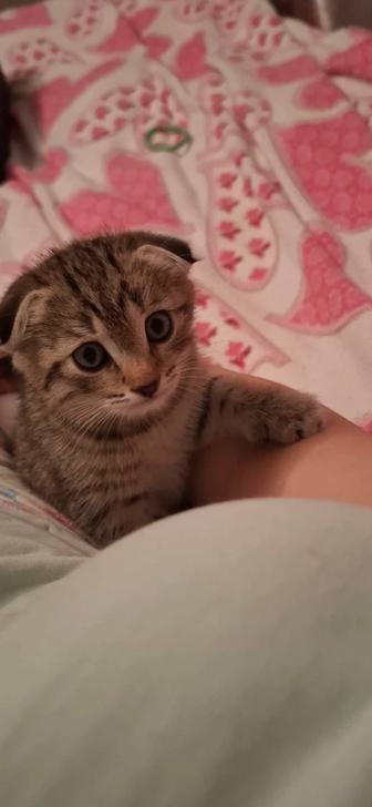 Продам котенка (МАЛЬЧИК)