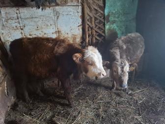 Продам бычков