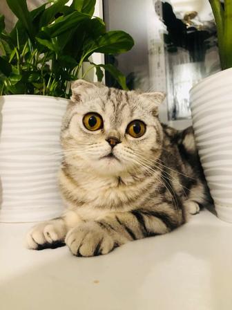 Кот Шотландский Вислоухий