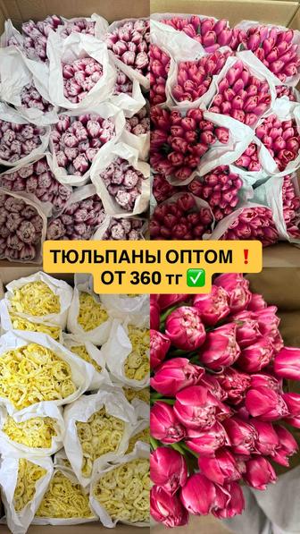 Тюльпаны оптом
