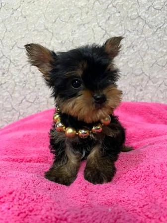 Продам йоркширского терьера