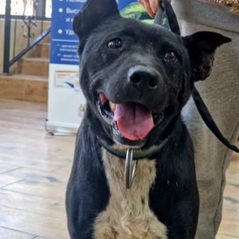 Собака Босс из приюта Хвостатый рай