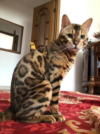 Бенгальский кот ищет новый дом