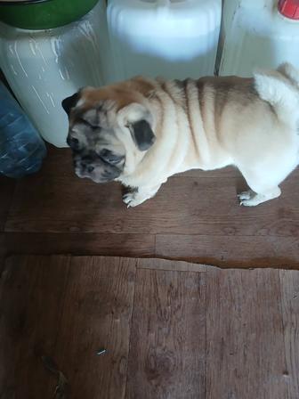 Продам домашнюю собачку с документами в полне здоровая