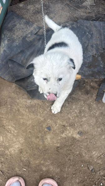 Потерялся щенок в районе заря восток